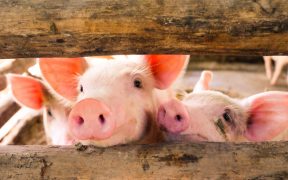 Najczęstsze problemy zdrowotne u świn